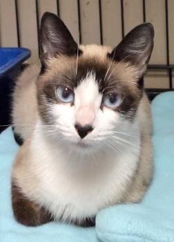 Rani -  Snowshoe Cat for Adoption in Mansfield, Connecticut - Rani | PetCurious