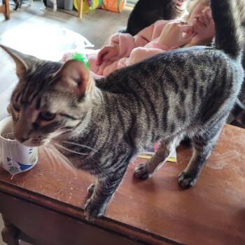 Rescue American Shorthair Cats for Adoption in Toledo, Oregon - Kenevil | PetCurious