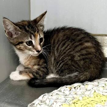 61722214 -  Domestic Short Hair Cat for Adoption in Elko, Nevada - 61722214 | PetCurious