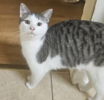 Rescue Domestic Short Hair Cats for Adoption in Chicago Ridge, Illinois - CAT BENATAR | PetCurious