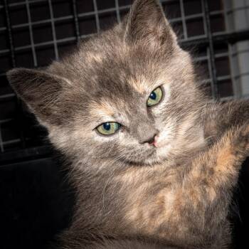 Domestic Short Hair Cats Available for Adoption in San Tan Valley, Arizona - Stormy | PetCurious