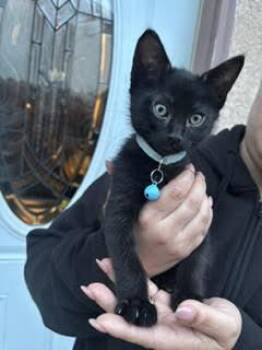 Domestic Short Hair Cats Available for Adoption in Woodland, California - *PANTHER | PetCurious