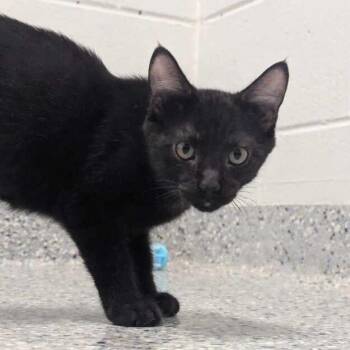 Blaze -  Domestic Short Hair Cat for Adoption in Dayton, Ohio - Blaze | PetCurious