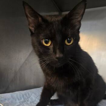 Daphne -  American Shorthair Cat Available for Adoption in San Jacinto, California - Daphne | PetCurious
