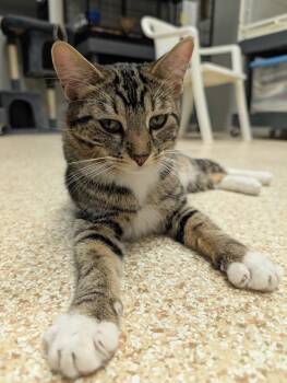 Domestic Short Hair Cats Available for Adoption in Waupun, Wisconsin - Sheree | PetCurious