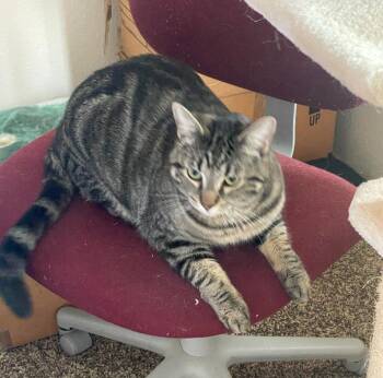 Domestic Short Hair Cats Available for Adoption in Pasco, Washington - Marson | PetCurious