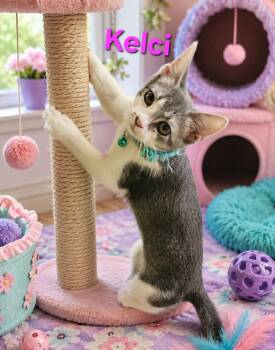 Kelci 7489 -  Domestic Short Hair Cat for Adoption in Dallas, Texas - Kelci 7489 | PetCurious