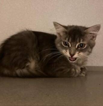Rescue Domestic Medium Hair Cats for Adoption in Mason City, Iowa - Lilith | PetCurious