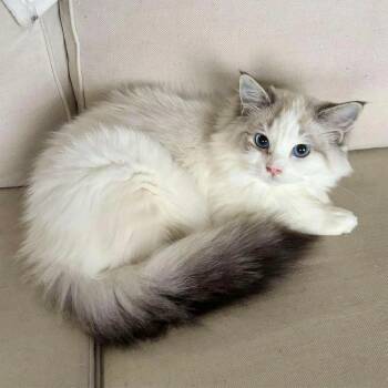 Rescue Ragdoll Cats for Adoption in Abbotsford, British Columbia - Talvi | PetCurious