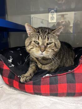 Timmy -  Domestic Short Hair Cat for Adoption in Bolton, Ontario - Timmy | PetCurious