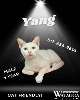 Rescue Domestic Short Hair Cats for Adoption in Watauga, Texas - Yang | PetCurious