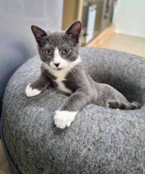 Leo and Orion -  Domestic Short Hair Cat for Adoption in Rochester, New Hampshire - Leo And Orion | PetCurious