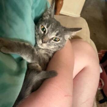Felicity -  American Shorthair Cat for Adoption in Mount Vernon, Arkansas - Felicity | PetCurious