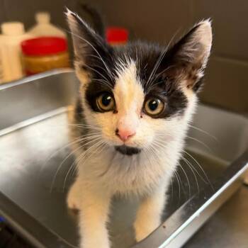Domestic Short Hair Cats Available for Adoption in Tuscaloosa, Alabama - TUSC-Stray-84511 | PetCurious