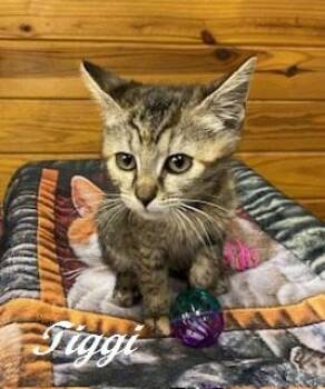 Tiggi -  Tabby Cat for Adoption in Southern Pines, North Carolina - Tiggi | PetCurious