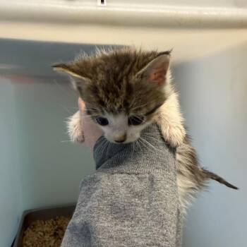 Domestic Short Hair Cats Available for Adoption in Lynchburg, Virginia - Figment | PetCurious