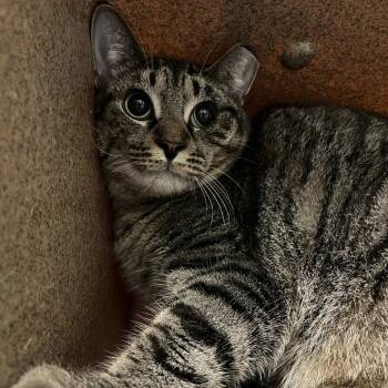 Rescue Domestic Short Hair Cats for Adoption in Lyndhurst, Virginia - Piston Rod | PetCurious