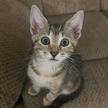 Domestic Short Hair Cats Available for Adoption in Bentonville, Arkansas - Spam | PetCurious