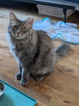 Rescue Domestic Short Hair Cats for Adoption in Minneapolis, Minnesota - Serenity | PetCurious