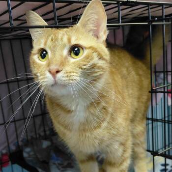 Domestic Short Hair Cats Available for Adoption - Henry | PetCurious