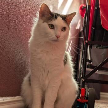 Domestic Long Hair Cats Available for Adoption in Midland, Texas - Godzilla | PetCurious