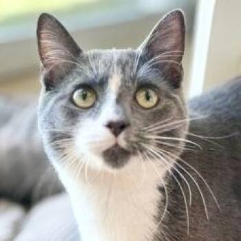 Zumba -  Domestic Short Hair Cat for Adoption in Ithaca, New York - Zumba | PetCurious