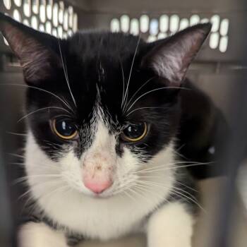 Rescue Domestic Short Hair Cats for Adoption in Charlottesville, Virginia - Fred | PetCurious