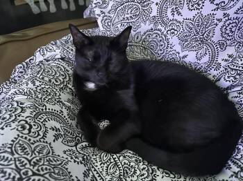 Charlie -  Domestic Short Hair Cat for Adoption in Richardson, Texas - Charlie | PetCurious