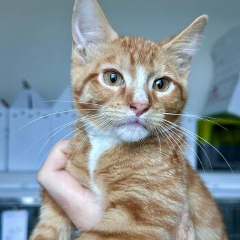 Thanksgiving -  Domestic Short Hair Cat for Adoption in Matteson, Illinois - Thanksgiving | PetCurious