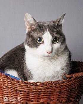 Domestic Short Hair Cats Available for Adoption in Maryville, Tennessee - Dallas | PetCurious