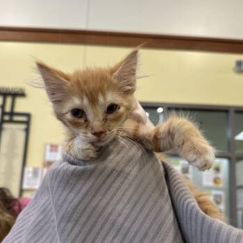 Taylor -  Domestic Short Hair Cat for Adoption in Lynchburg, Virginia - Taylor | PetCurious