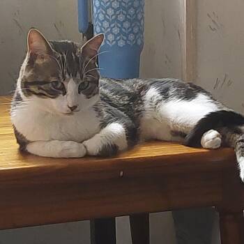 Findley Courtesy Listing -  Domestic Short Hair Cat for Adoption in Midland, Michigan - Findley Courtesy Listing | PetCurious