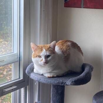 Domestic Short Hair Cats Available for Adoption in Roanoke, Virginia - Zoro | PetCurious