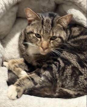 Domestic Short Hair and Tabby Cats Available for Adoption - Alfie *foster Needed*  | PetCurious