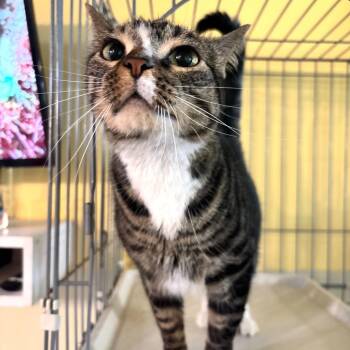 Domestic Short Hair Cats Available for Adoption in Carencro, Louisiana - Daisy | PetCurious