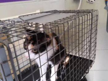 A183887 -  Domestic Short Hair Cat for Adoption in Tulsa, Oklahoma - A183887 | PetCurious
