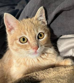 Domestic Short Hair Cats Available for Adoption - Axle | PetCurious