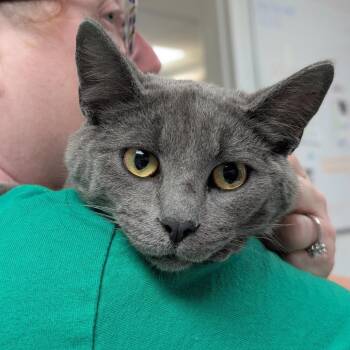 Domestic Short Hair Cats Available for Adoption in Canton, Illinois - Mitch | PetCurious