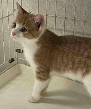 Rescue American Shorthair Cats for Adoption in Philippi, West Virginia - Wexley | PetCurious