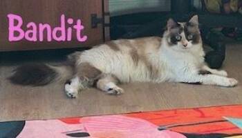 Ragdoll Cats Available for Adoption in Ruskin, Florida - Bandit | PetCurious