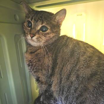 Domestic Short Hair Cats Available for Adoption in Fort Wayne, Indiana - Vanessa | PetCurious