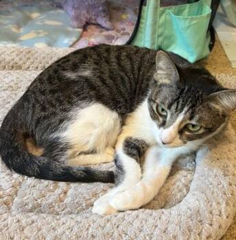Salem -  Domestic Short Hair Cat for Adoption in Liverpool, Texas - Salem | PetCurious
