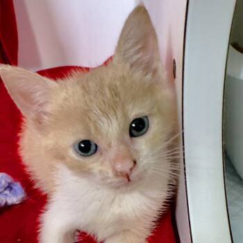 Jinu -  Domestic Short Hair Cat for Adoption in Franklin, North Carolina - Jinu | PetCurious