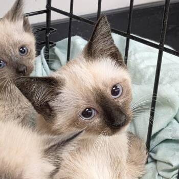Espresso -  Domestic Short Hair Cat for Adoption in Canton, North Carolina - Espresso | PetCurious