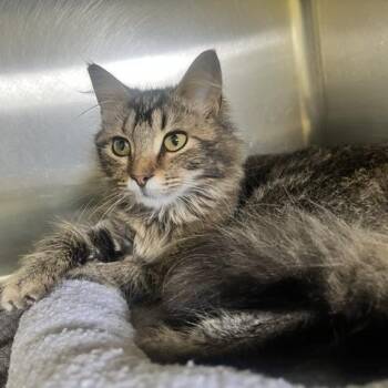Babette -  Domestic Medium Hair Cat for Adoption in Dayton, Ohio - Babette | PetCurious