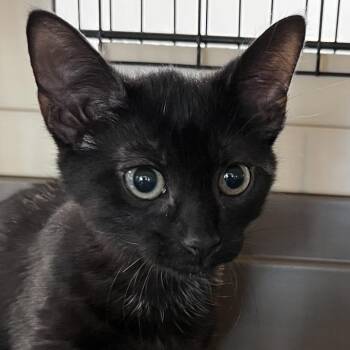 Domestic Short Hair Cats Available for Adoption - Quincy | PetCurious
