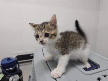 Domestic Short Hair Cats Available for Adoption in Fort Lauderdale, Florida - CASEY | PetCurious