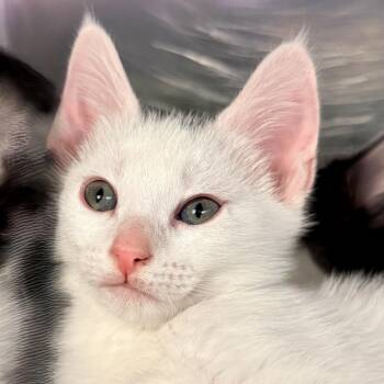 Domestic Short Hair Cats Available for Adoption - Faye | PetCurious