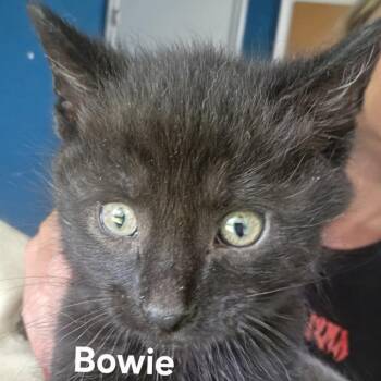 Bowie C11649 -  Domestic Medium Hair Cat for Adoption - Bowie C11649 | PetCurious