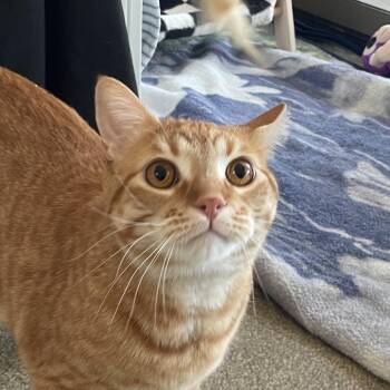 Five Guys -  Domestic Short Hair Cat for Adoption in Chicago, Illinois - Five Guys | PetCurious